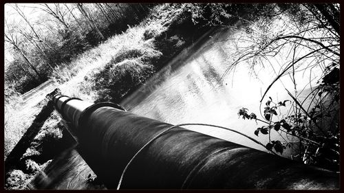 Woman standing on tree trunk