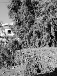 Trees and plants by building during winter