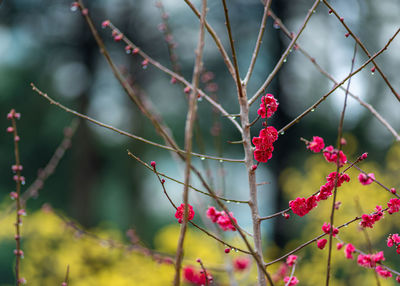 Red plum blossom and cornus officinalis flowers