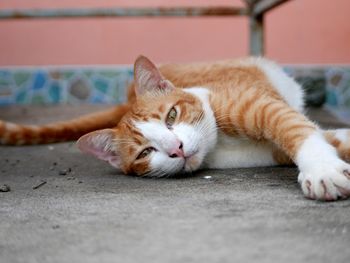 Portrait of cat resting