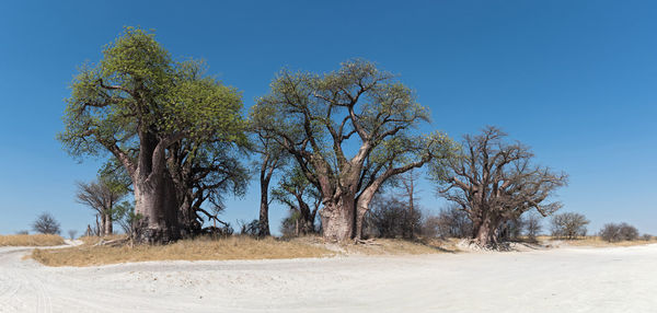 Baines baobab from nxai pan national park, botswana