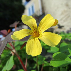 Close-up of yellow flower blooming