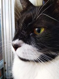 Close-up portrait of a cat