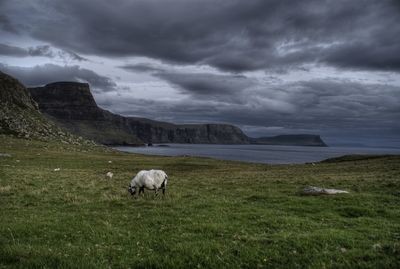 Sheep grazing in a field