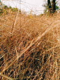Close-up of crops on field