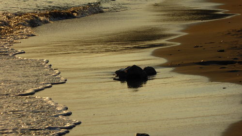 High angle view of crab on beach