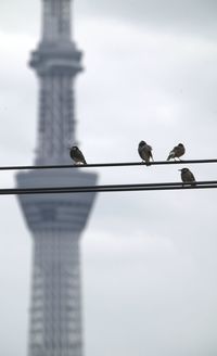 bird