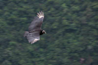 View of a bird flying