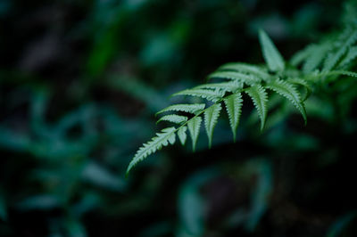 Close-up of fern on field