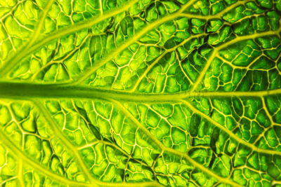 Full frame shot of green leaf