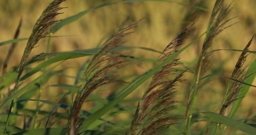 Close-up of stalks in field