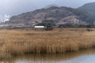 Scenic view of silver grass field against mountain