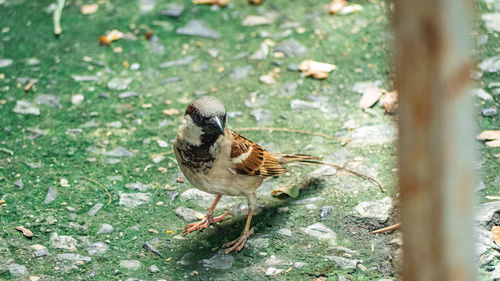 High angle view of bird perching on a land