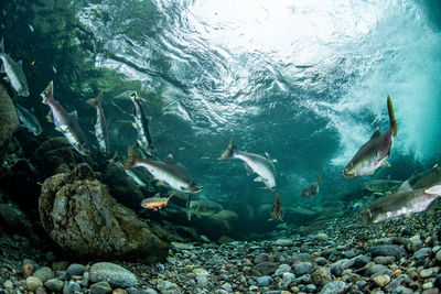 Pink salmon's run in rausu, hokkaido , japan