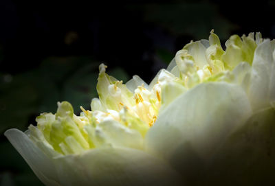 Detail of white lotus blossom flower