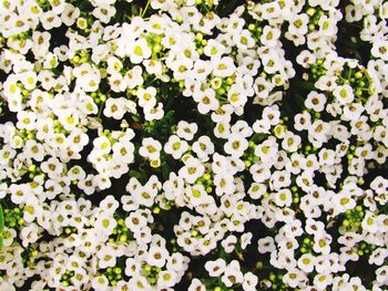 Full frame shot of white flowers