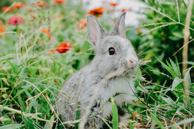 A lovely little rabbit on the green meadow