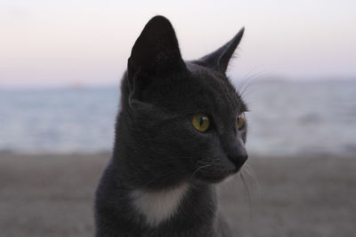 Close-up of cat looking away