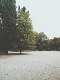 Trees in park