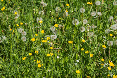 Close-up of yellow flowering plants on field