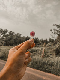 Midsection of person holding red flowering plant