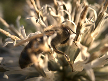 Close-up of bee on flower