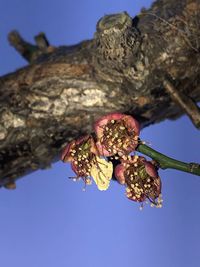 Close-up of wilted plant against blue sky