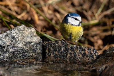 Close-up of a bluetit sitting by the water.