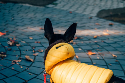 High angle view of black dog wearing yellow jacket on footpath during winter