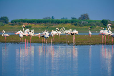 Flock of flamingos on the lake