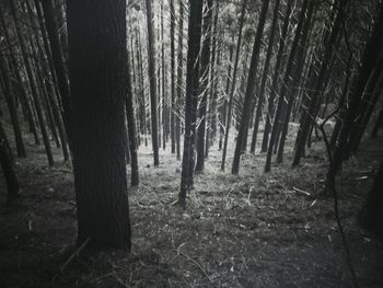 Trees in forest