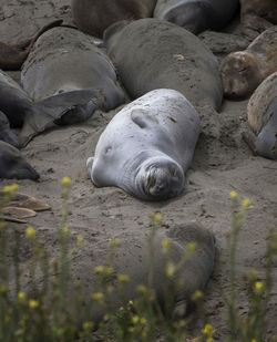 Surface level of animal sleeping on rock