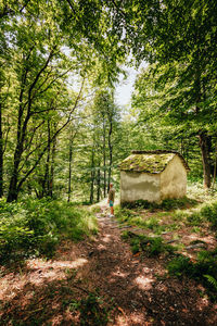 Footpath amidst trees in forest