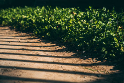 High angle view of plants on field