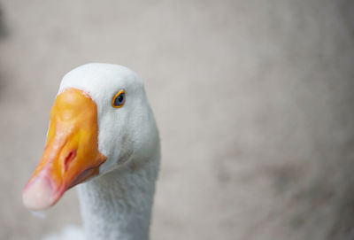 Goose head, farm bird. 