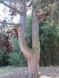 View of tree trunk in forest