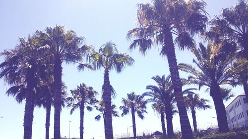 Low angle view of trees against sky