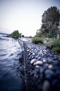 Close-up of plants by river against clear sky