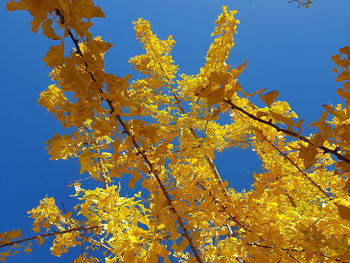 Low angle view of flowering tree against blue sky