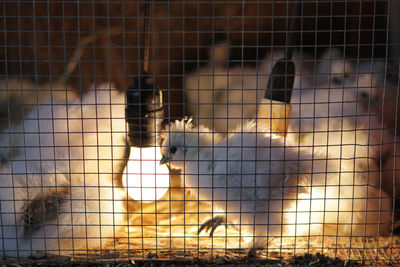 Close-up of white bird in cage