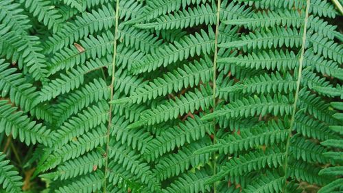 Full frame shot of fern twigs