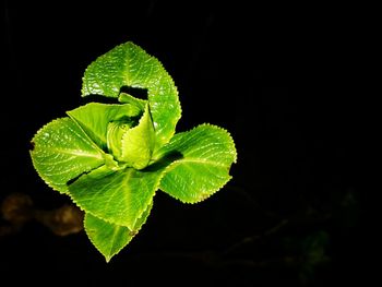 Close-up of leaves against black background