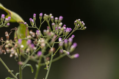 The cyanthillium plant