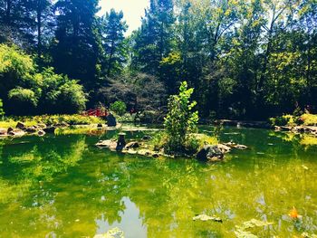 Scenic view of lake against trees