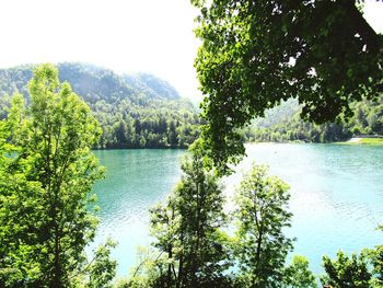 Scenic view of lake in forest against sky