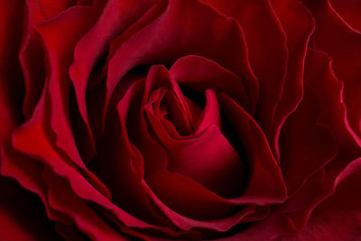 Close-up of red rose