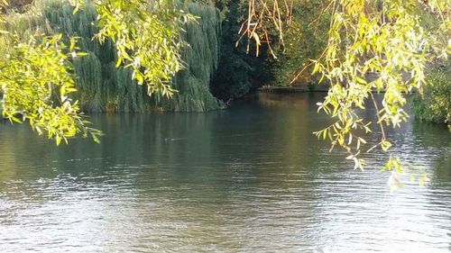 Scenic view of lake