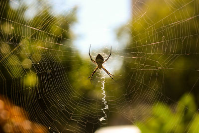 Close-up of spider web