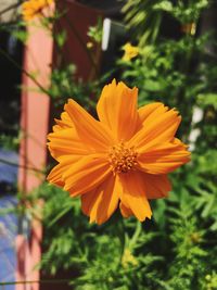 Close-up of yellow flower blooming outdoors