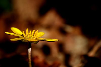 Close-up of yellow flowering plant